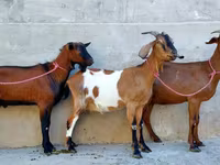 बकरी, Nubian Goat — फ़ोटो 3