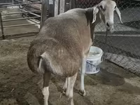 Brebis, Afghan Arabi sheep — photo 1