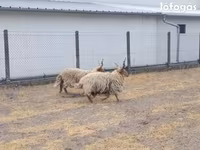 Beran, German Grey Heath sheep — foto 2