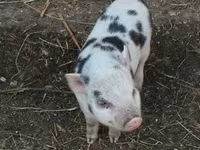 Boar, Pigs — photo 2
