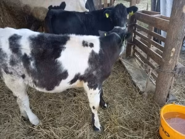 牛只（批次，未指定性别）, Belgian Blue