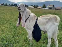 تيس, Gulabi goats — الصورة 4