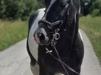 Chevaux (lot, sexe non indiqué), Horse breed — photo 6