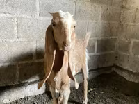 Коза, Nubian Goat — фото 3