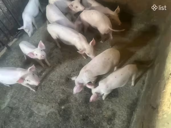 मादा सूअर, Ландрас