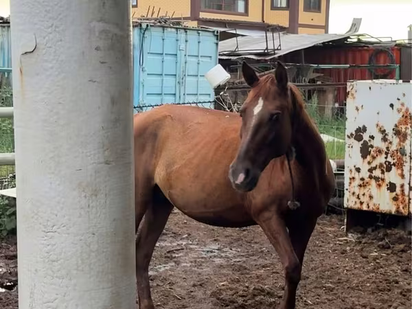 Jument, Thoroughbred horse