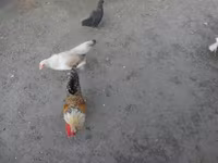 Japanisches Bantam — Foto 1