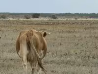 雌牛, Latvian Blue cattle — 写真 5