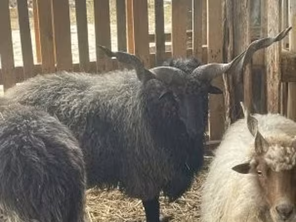 Carnero, Racka sheep