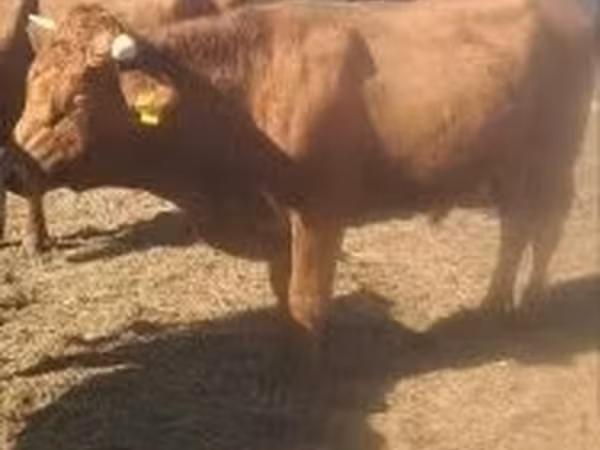 Bulle, Limousin-Kuh