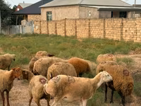 母羊, Apsheron sheep — 照片 7