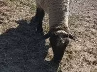 Carnero, Tsigai sheep — foto 6