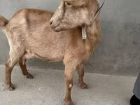 Cabra, Alpine goat — foto 4