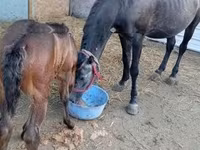 Mare, Horses — photo 2