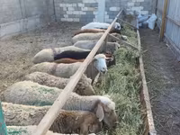 Sheep, Sheep — photo 4
