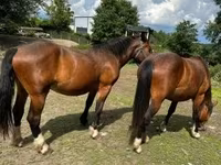 Mare, Međimurje horse — photo 4