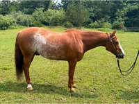 Hengst, Quarter Horse — Foto 1
