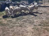 公羊, Ile-de-France sheep — 照片 2