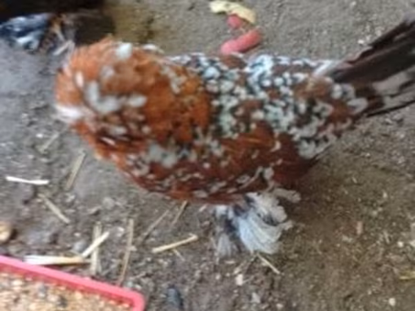 Chickens