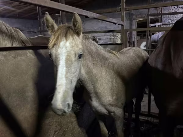 母马, Horses