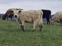 Vache, Vache galloise — photo 7