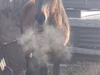 公马, Mugalzhar horse — 照片 1