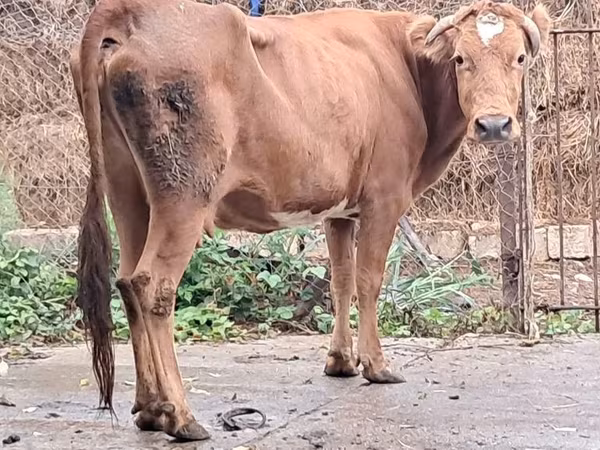 母牛, Cattle