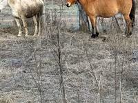 Krowa, Russian Black pied cattle — zdjęcie 3