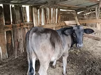 Taureau, Swiss cattle — photo 2
