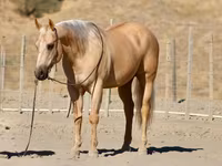 Hengst, Quarter Horse — Foto 3