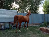 Yegua, Arabian horse — foto 3
