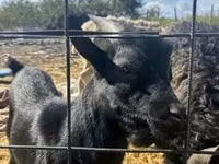 公山羊, Dutch Landrace goats — 照片 3