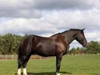 Caballo, Percheron — foto 1