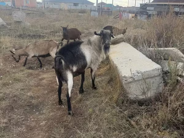 Billy Goat, Alpine goat