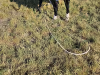 Taureau, Race Holstein — photo 2