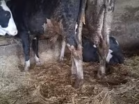सांड, Russian Black pied cattle — फ़ोटो 4