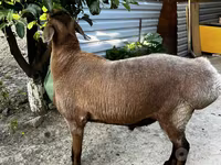 Beran, Ovce — foto 3