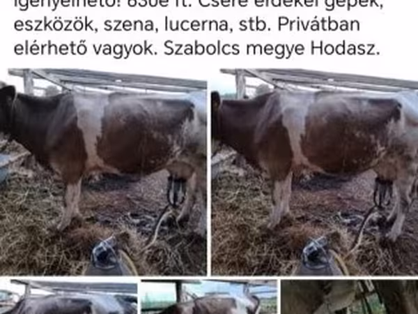 गाय, Simmental cattle