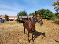 Jument, Standardbred — photo 2