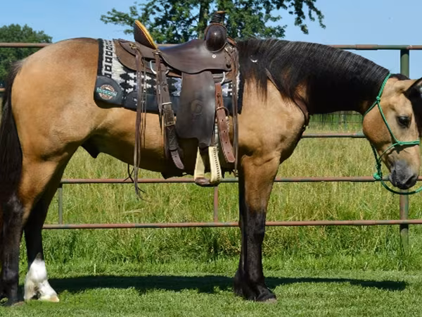 Horse (M), Gypsy horse