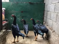 Shamo chickens — foto 1