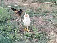 Gallina checa dorada veteada — foto 1