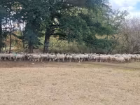 Schaf, Baerchuke sheep — Foto 1