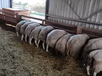 Bélier, Beltex sheep — photo 2