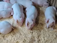 Boar, Pigs — photo 6
