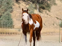 Horse (M), American paint horse — photo 2