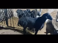 كبش, Rhon sheep — الصورة 5