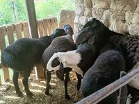كبش, Rhon sheep — الصورة 4