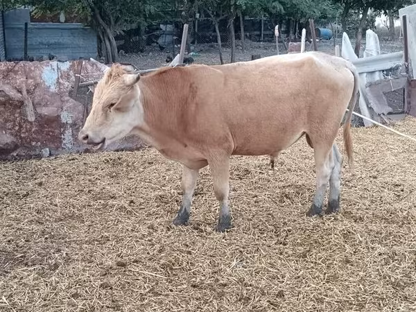 Taureau, Simmental cattle