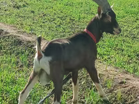 बकरी, Toggenburg goat — फ़ोटो 1